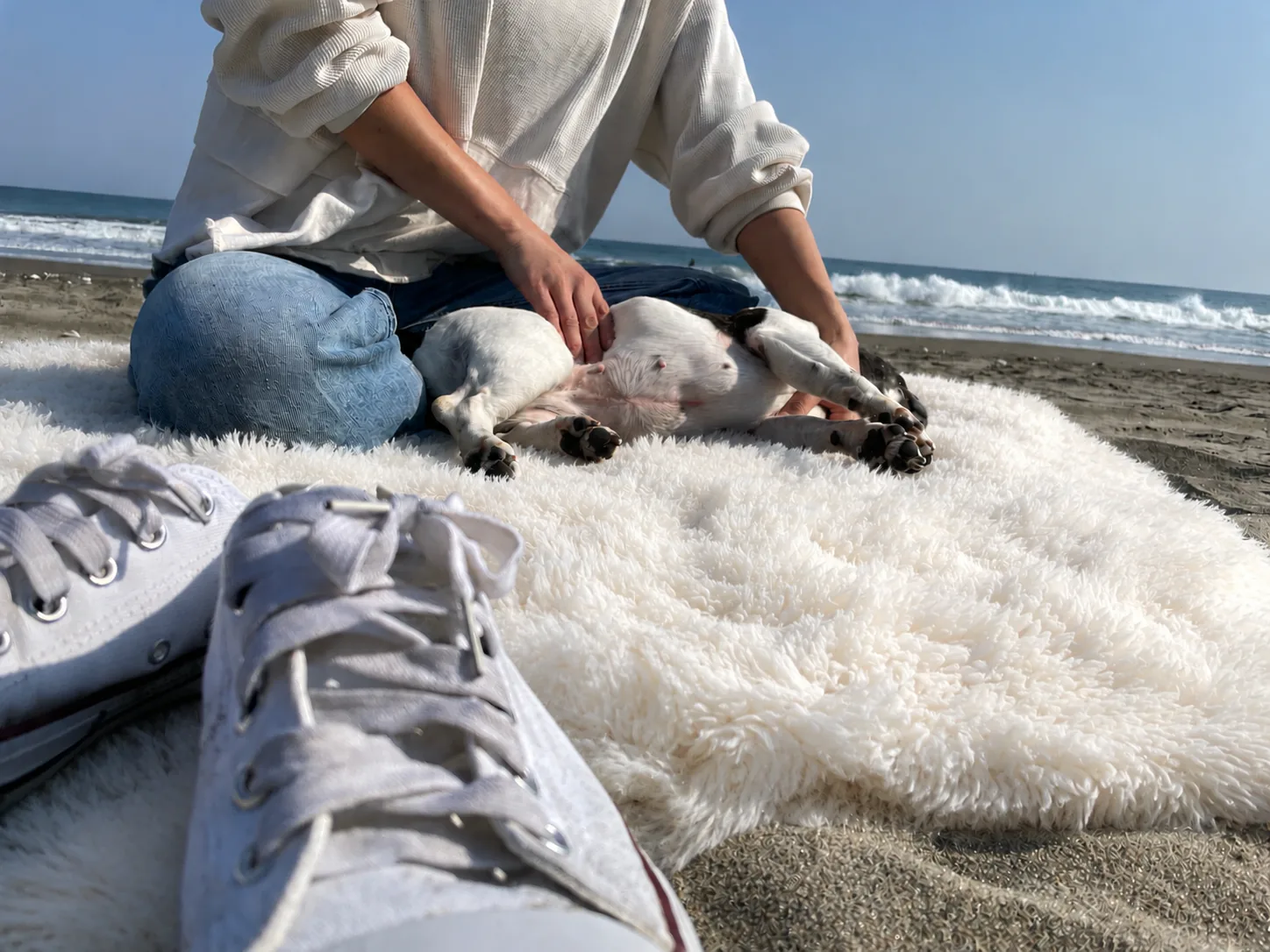 海辺で犬に触れる手