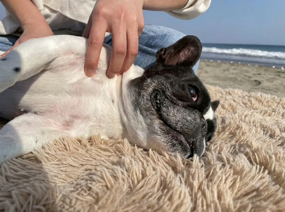 施術中の犬