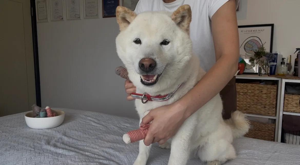 顔まわりのケアを受ける犬