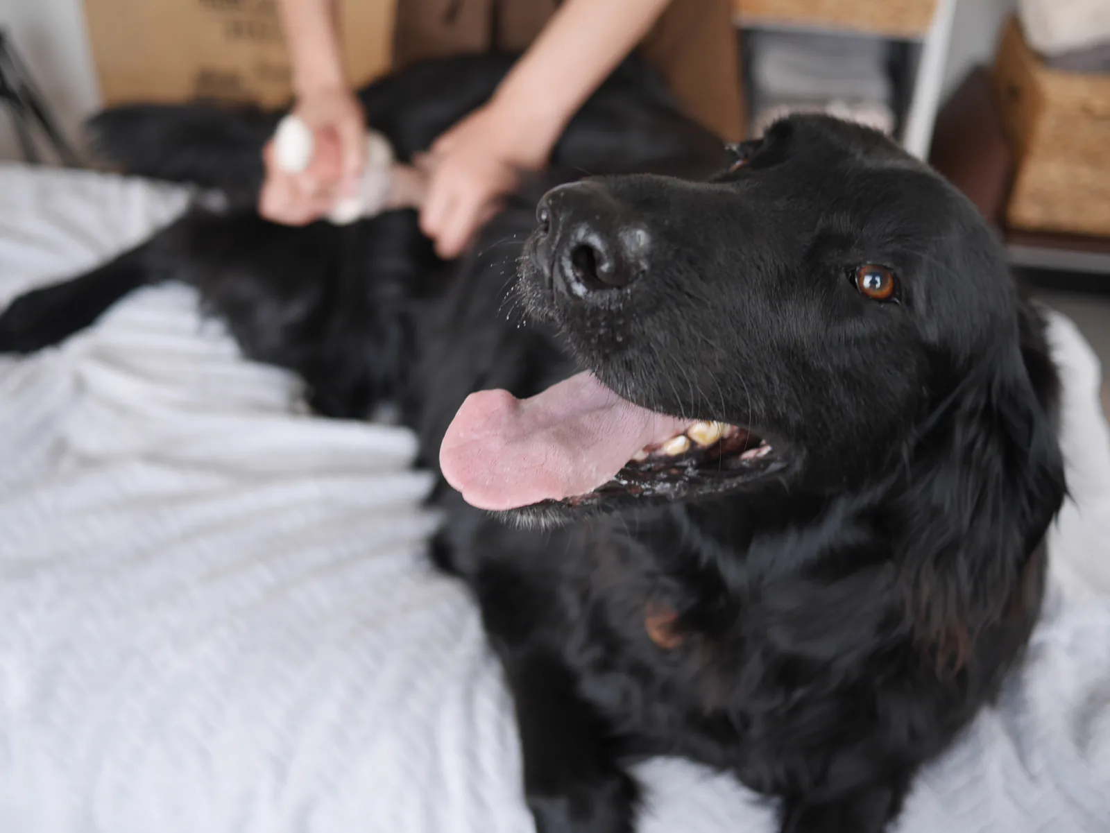 横になる犬