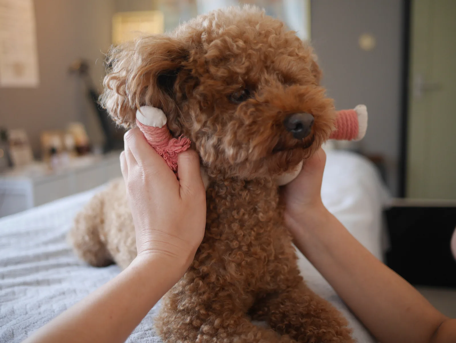 ケアを受ける犬