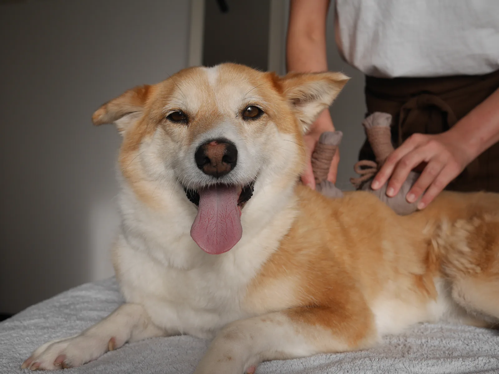 犬の温活ケア