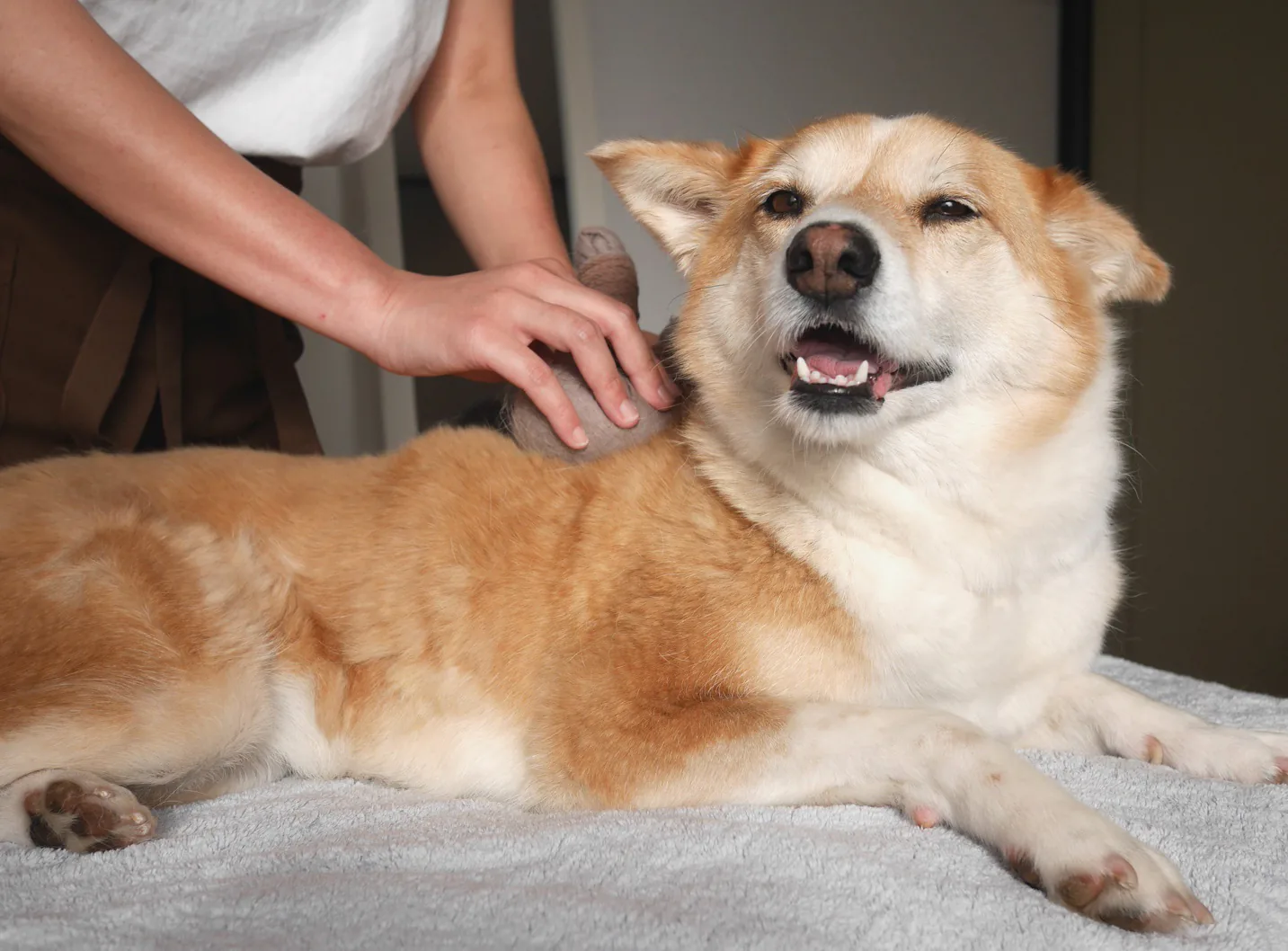 犬向けケア